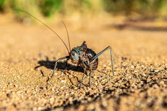 Close up view of a Brown Armoured Corncricket