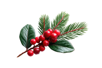 Close-up of a festive sprig.  Red berries cluster on a branch with vibrant green leaves and pine needles.  Isolated against a black background