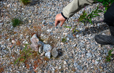 Naturalist guide pointing out a small Semipalmated Plover nest camouflages on rocky ground, subarctic adventure travel, Hudson Bay, Manitoba, Canada
