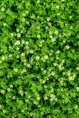 Tiny tundra Seabeach Sandwort, Sea-Purslane, plants growing in the summer with white flowers blooming, Hudson Bay, Manitoba, Canada
