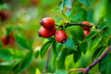 Red ripe brier berries in the autumn garden