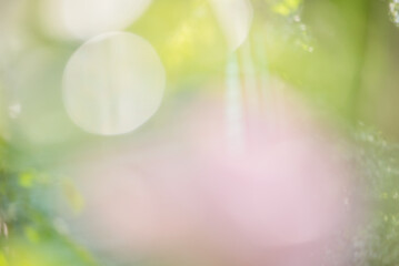 Green with pink abstract defocus light background. © Lesia