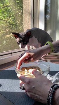 Canadian Sphynx cat near bread dough preparation on window sill
