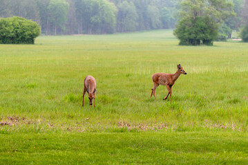 White-Tailed Deer Feeding In An Urban Field in Wisconsin Amid Wildfire Smoke From Canada