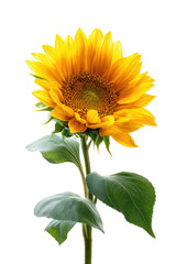 Obraz premium Close-up of a vibrant sunflower. Bright yellow petals, dark center. Green leaves, slender stem. Isolated against black