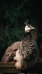 Juvenile Peacock