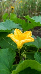 Vibrant yellow squash blossom in garden
