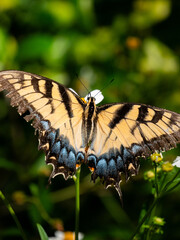 Fototapeta premium eastern tiger swallowtail
