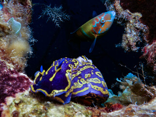 Nudibranch Felimare picta