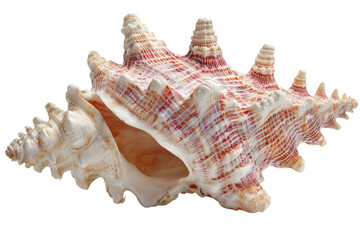 Isolated seashell, intricate spiral, vibrant colors