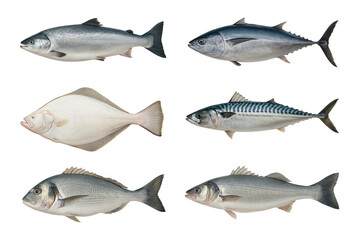 Fototapeta premium A collection of fresh fish, including salmon, tuna, halibut, mackerel, sea bream, and sea bass, displayed on transparent background, for market or cuisine themes.