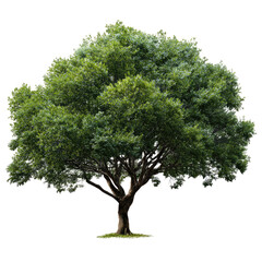 Obraz premium Lush, full green tree against a black background. Mature, healthy, leafy canopy. Solid trunk. Isolated image