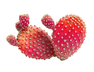 Two vibrant pink prickly pear pads, close-up