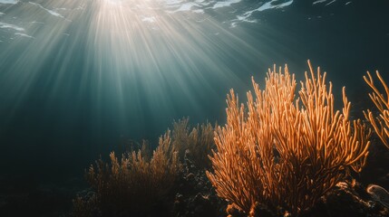 Sunlit Sea: Golden Coral Garden Under Turquoise Waters
