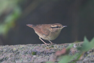 One of the smallest wild birds in Japan, Asian Stubtail Warbler