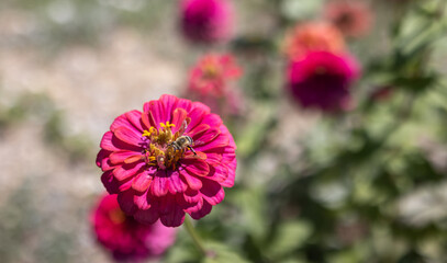 close-up, eye-level shot captures a bee diligently pollinating a vibrant, magenta zinnia flower,...