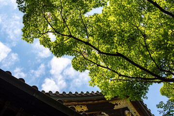 鎌倉2596　妙本寺1　緑もみじ