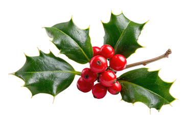 Close-up of holly sprig with vibrant red berries and dark green leaves (1)