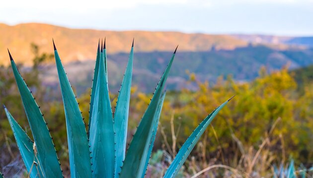 Close-up agave plant, vibrant teal leaves, mountain backdrop