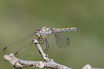 Close-Up of Dragonfly on Branch at Sunset in Cyprus