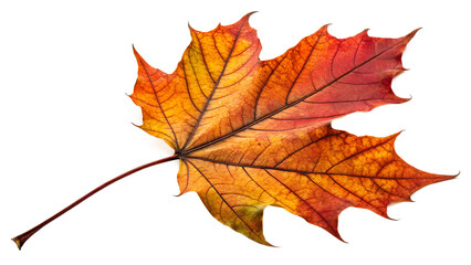 Fototapeta premium Autumn Maple Leaf Isolated on White Background