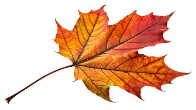 Happy Thanksgiving Celebration Traditional Feast with Turkey