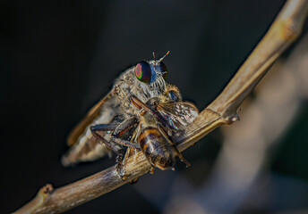 Robber Fly Holding Bee on Branch Close-Up