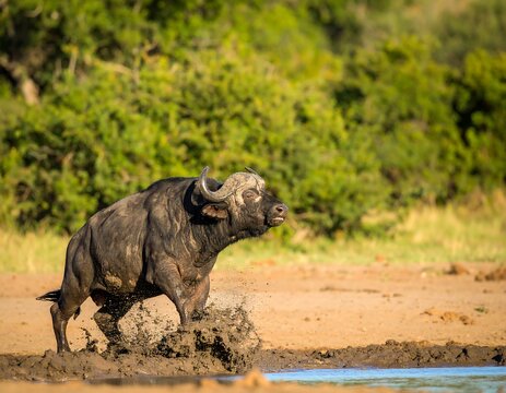 African buffalo splashing in muddy water