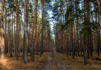 Forest Path Near Severodonetsk Before War