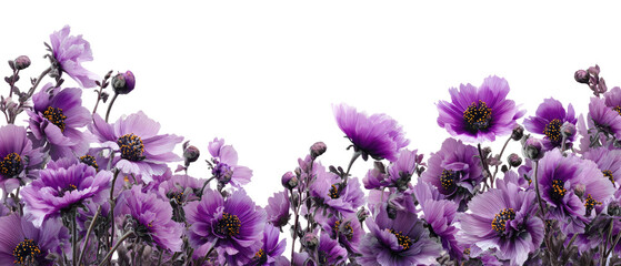 Lush purple flowers in a dense cluster against a black background