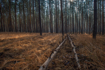 Forest Near Severodonetsk Ukraine Before War