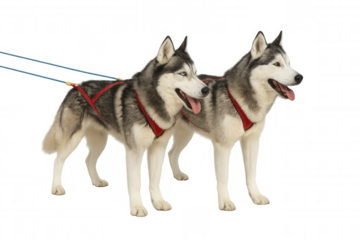 Siberian huskies harnessed together, pulling sled across snowy landscape, displaying endurance and collaborative spirit of sledding dogs