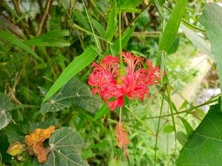 Close up of Hibiscus schizopetalus red flower, Worawari gantung, kembang sepatu gantung