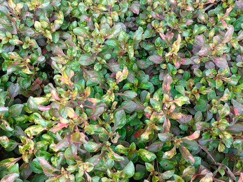 Red Purslane or Alternanthera ficoidea is a popular ornamental plant and is often used as a ground cover plant or in pots, krokot merah