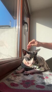 Canadian Sphynx cat being petted on window sill indoors