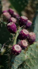 prickly pear opuntia juicy plants and bushes