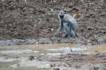 Gray langur Monkey near a watering hole
