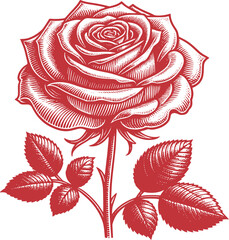 vector illustration of a red rose