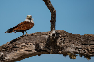 Brahminy Kite  perched on a tree branch on a sunny day 