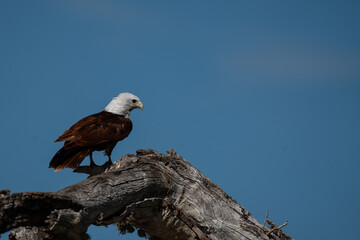 Brahminy Kite  perched on a tree branch on a sunny day 