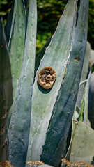 prickly pear opuntia juicy plants and bushes