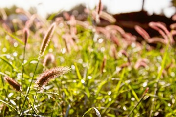 close up of plants