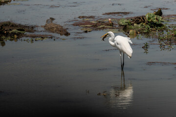 The Great egret (Ardea alba) standing in a wetland and holding a fish in its beak
