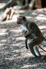 Mother and baby Toque macaque family on the ground close-up portrait photo
