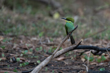 Little Green Bee-eater perched on a branch seen in natural native habitat, Yala National Park, Sri Lank