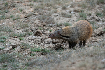 The striped-neck mongoose in posing in the glorious morning light at Kumana National Park , Sri Lanka