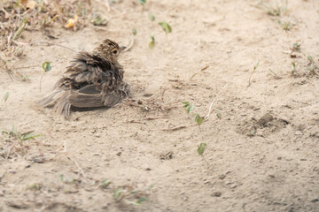 Jerdon's bush lark on the ground in  Yala National Park