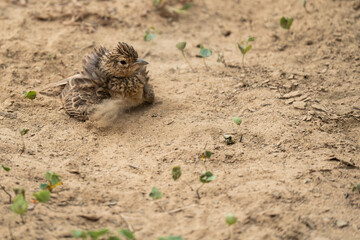 Jerdon's bush lark on the ground in  Yala National Park