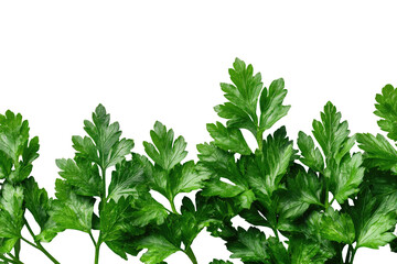 Close-up of fresh parsley leaves, vibrant green, detailed