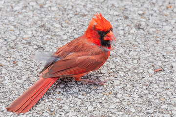 A cardinal holding feathers in its beak.